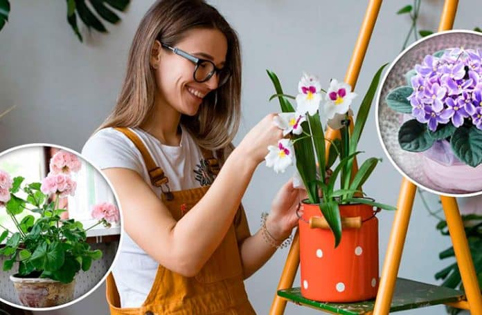 11 комнатных растений, чтобы заполнить ваш дом приятной атмосферой
