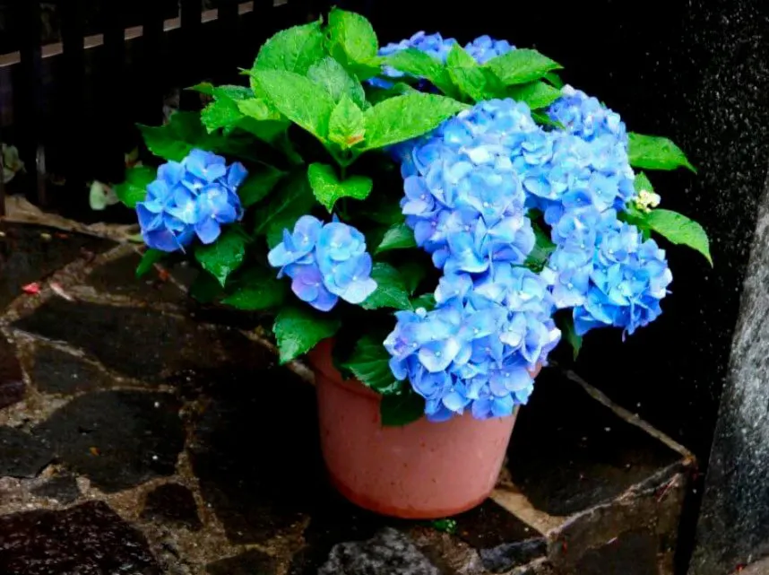 Гортензия с голубыми цветочками