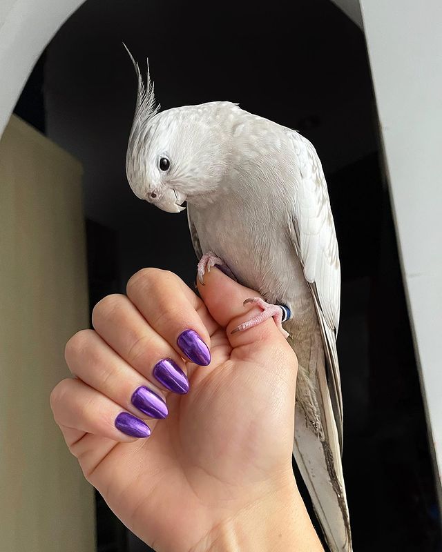 Фиолетовый металлический маникюр на овальных ногтях средней длины